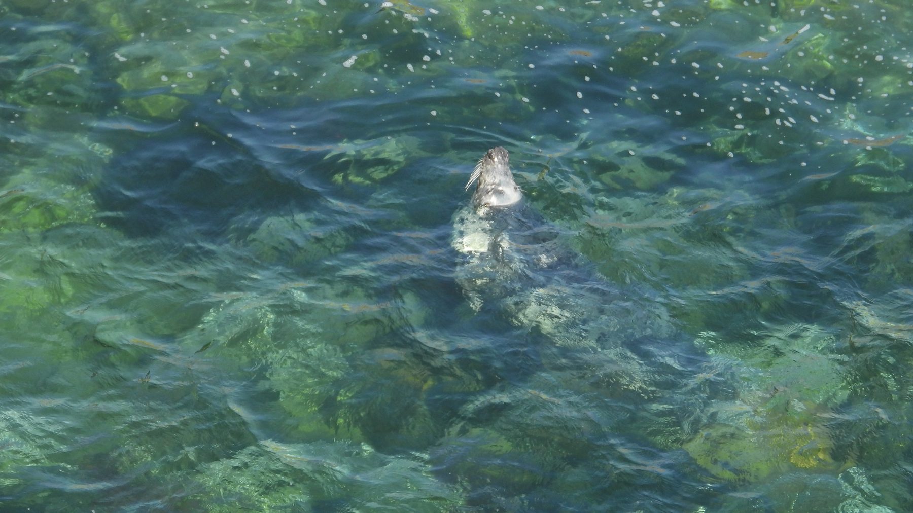 Grey seal resting near clear coastal water