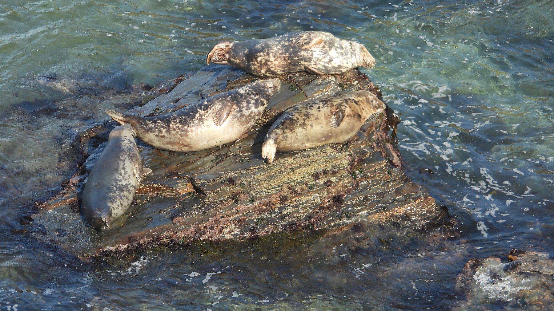 Grey seal resting in late summer light