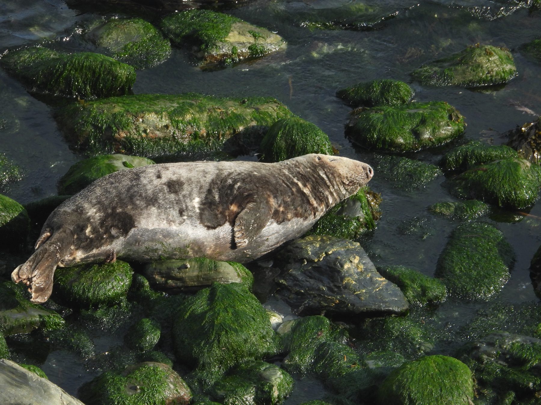 Grey seals hauled out on offshore habitat
